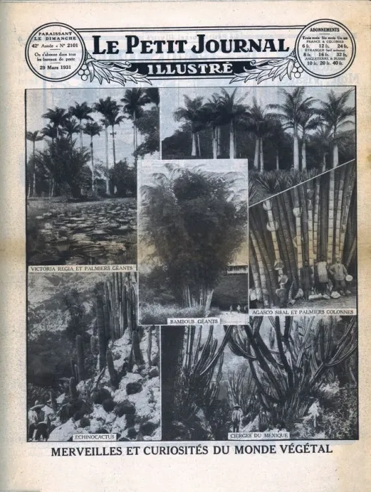 Framed Print : Marvels and curiosities of the plant world, 1931. Creator: Unknown Framed Print : Marvels and curiosities of the plant world, 1931. Creator: Unknown