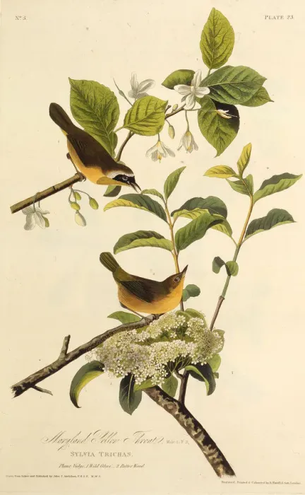 Framed Print : The Maryland Yellowthroat. From The Birds of America, 1827-1838. Creator: Audubon Framed Print : The Maryland Yellowthroat. From The Birds of America, 1827-1838. Creator: Audubon