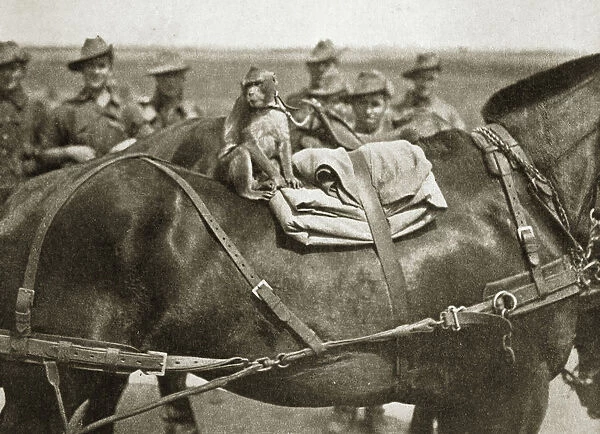 The mascot of the Anzacs, Somme campaign, France, World War I, 1916
