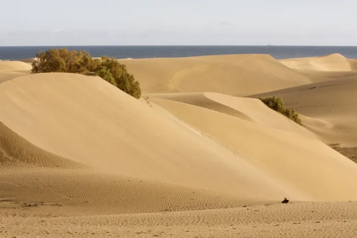 Framed Print : Maspalomas sand dunes, Gran Canaria, Canary Islands, Spain Framed Print : Maspalomas sand dunes, Gran Canaria, Canary Islands, Spain