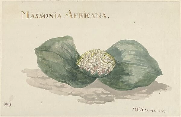 Massonia africana, 1789. Creator: Maria Geertruida Snabilie