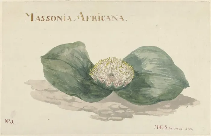 Framed Print : Massonia africana, 1789. Creator: Maria Geertruida Snabilie Framed Print : Massonia africana, 1789. Creator: Maria Geertruida Snabilie