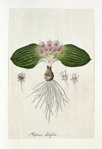 Massonia Depressa Houtt, 1777-1786. Creator: Robert Jacob Gordon