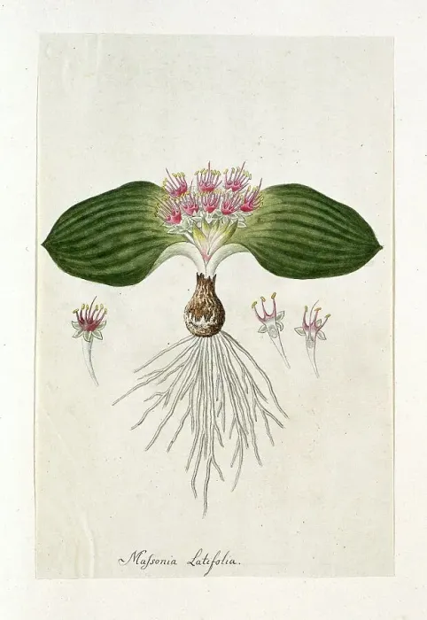 Framed Print : Massonia Depressa Houtt, 1777-1786. Creator: Robert Jacob Gordon Framed Print : Massonia Depressa Houtt, 1777-1786. Creator: Robert Jacob Gordon
