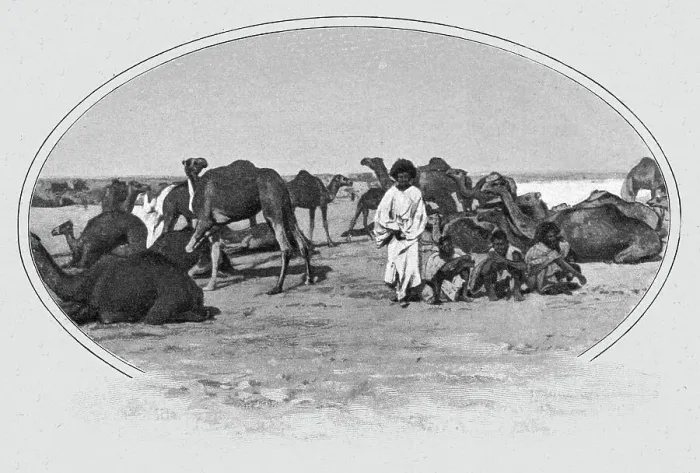 Framed Print : Maures nomades et leurs chameaux; L'Ouest Africain, 1914. Creator: Unknown Framed Print : Maures nomades et leurs chameaux; L'Ouest Africain, 1914. Creator: Unknown