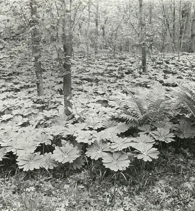 Framed Print : Mayapple (podophyllum), between 1915 and 1935. Creator: Frances Benjamin Johnston Framed Print : Mayapple (podophyllum), between 1915 and 1935. Creator: Frances Benjamin Johnston