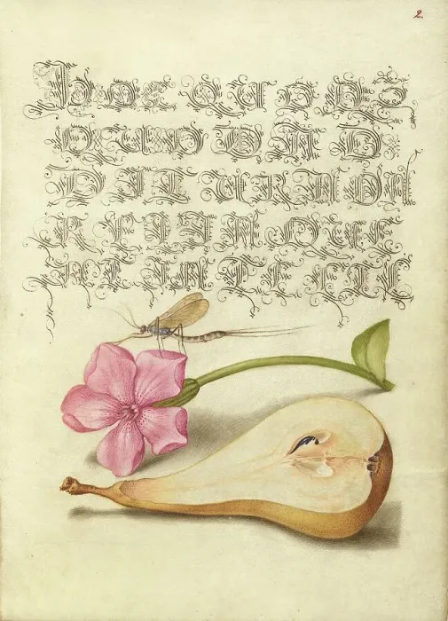Framed Print : Mayfly, Red Campion, and Pear; Mira calligraphiae monumenta, 1561-1562; illumination added 1591-1596 Creator: Joris Hoefnagel Framed Print : Mayfly, Red Campion, and Pear; Mira calligraphiae monumenta, 1561-1562; illumination added 1591-1596 Creator: Joris Hoefnagel