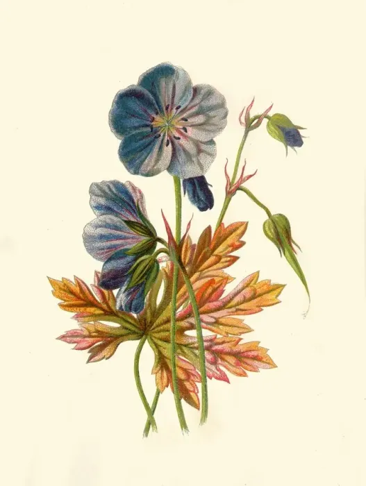 Framed Print : Meadow Crane s-Bill, 1877. Creator: Frederick Edward Hulme Framed Print : Meadow Crane s-Bill, 1877. Creator: Frederick Edward Hulme