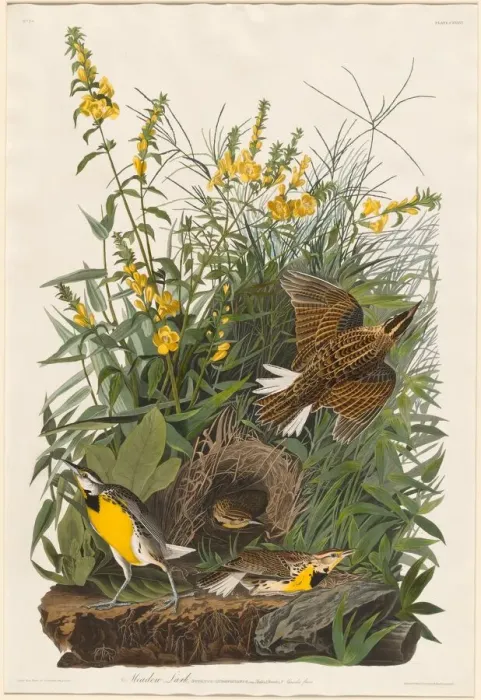 Framed Print : Meadow Lark, 1832. Creator: Robert Havell Framed Print : Meadow Lark, 1832. Creator: Robert Havell