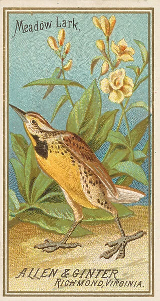 Meadow Lark, from the Birds of America series (N4) for Allen &