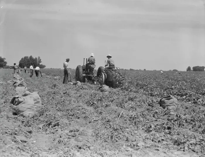 Framed Print : Mechanical potato digger in the field, Shafter, California, 1937. Creator: Dorothea Lange Framed Print : Mechanical potato digger in the field, Shafter, California, 1937. Creator: Dorothea Lange