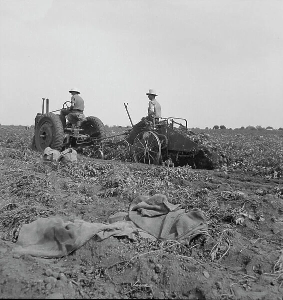 Mechanical potato digger near Shafter, California, 1937. Creator: Dorothea Lange