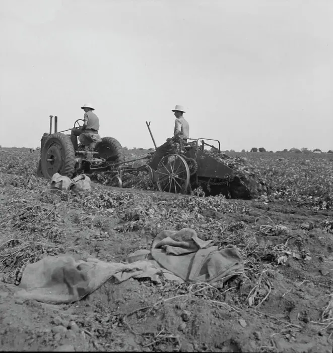 Framed Print : Mechanical potato digger near Shafter, California, 1937. Creator: Dorothea Lange
