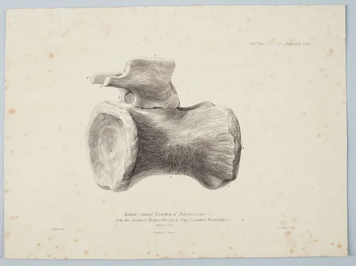 Framed Print : Median Caudal Vertebra of Pelorosaurus [?] from the strata of Tilgate Forest... 1801. Creator: George Scharf