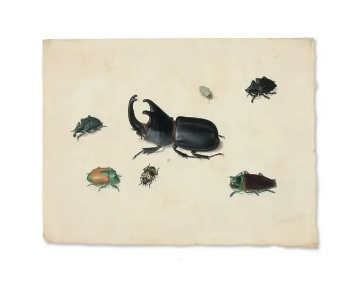 Framed Print : Megasoma Elephas or Megaceras Jason and Six Other Insects, n.d. Creator: Pieter Holsteyn the Younger Framed Print : Megasoma Elephas or Megaceras Jason and Six Other Insects, n.d. Creator: Pieter Holsteyn the Younger