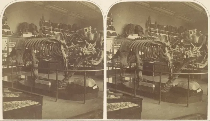 Framed Print : The Megatherium, British Museum, 1850s. Creator: Roger Fenton Framed Print : The Megatherium, British Museum, 1850s. Creator: Roger Fenton