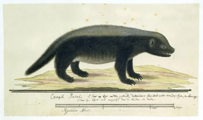 Framed Print : Mellivora capensis (Honey-badger), 1773-1780. Creator: Robert Jacob Gordon Framed Print : Mellivora capensis (Honey-badger), 1773-1780. Creator: Robert Jacob Gordon