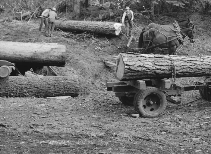 Framed Print : Members of Ola self-help sawmill co-op rolling white fir log... Gem County, Idaho, 1939. Creator: Dorothea Lange Framed Print : Members of Ola self-help sawmill co-op rolling white fir log... Gem County, Idaho, 1939. Creator: Dorothea Lange