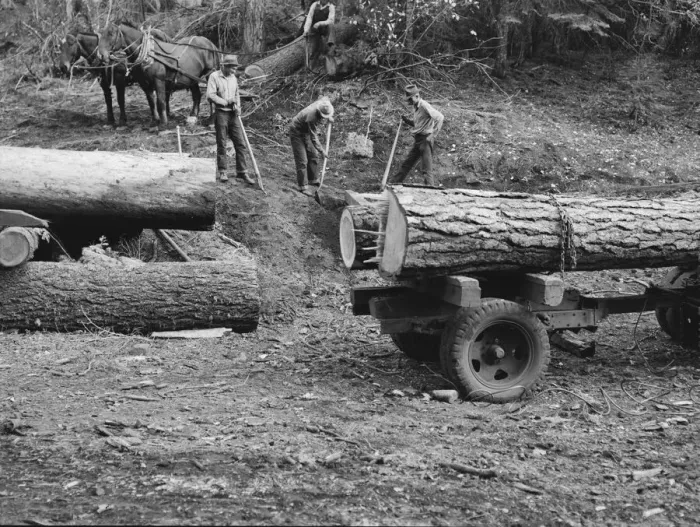 Framed Print : Members of Ola self-help sawmill co-op rolling white fir log... Gem County, Idaho, 1939. Creator: Dorothea Lange Framed Print : Members of Ola self-help sawmill co-op rolling white fir log... Gem County, Idaho, 1939. Creator: Dorothea Lange