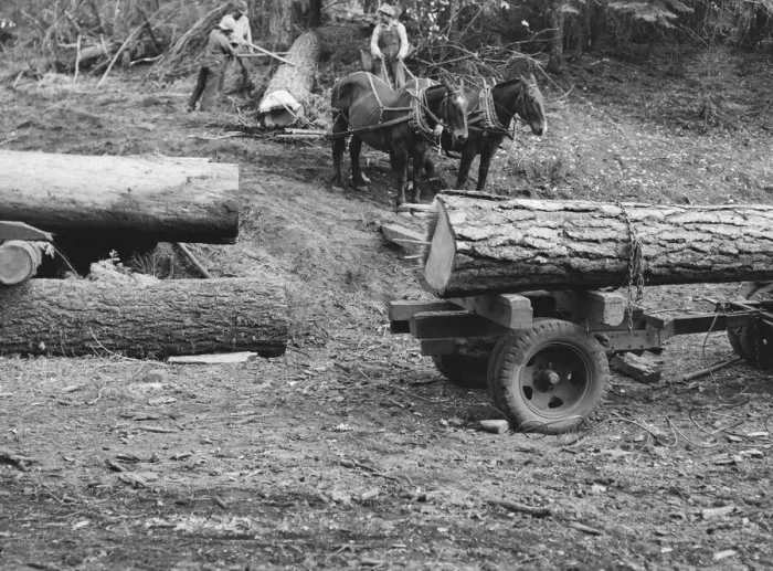Framed Print : Members of Ola self-help sawmill co-op rolling white fir log... Gem County, Idaho, 1939. Creator: Dorothea Lange Framed Print : Members of Ola self-help sawmill co-op rolling white fir log... Gem County, Idaho, 1939. Creator: Dorothea Lange