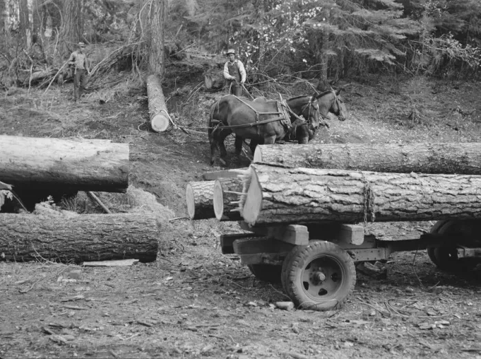 Framed Print : Members of Ola self-help sawmill co-op snaking a fir log down... Gem County, Idaho, 1939. Creator: Dorothea Lange