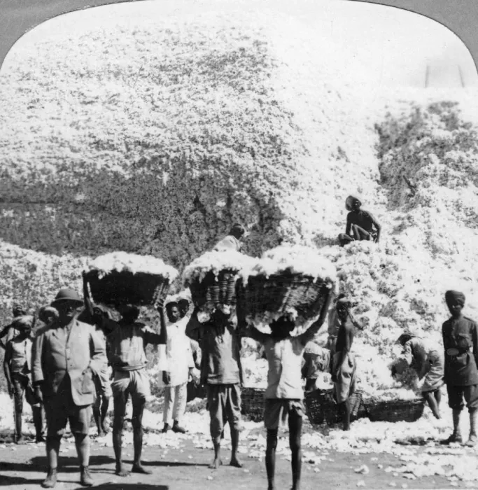 Framed Print : Men carrying baskets of cotton at an Indore cotton mill, India, 1900s Framed Print : Men carrying baskets of cotton at an Indore cotton mill, India, 1900s