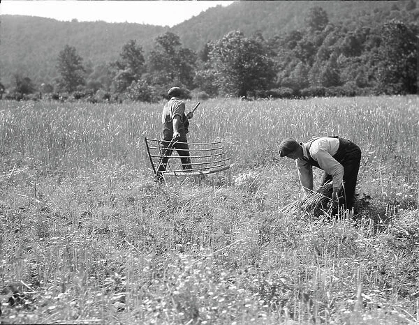 Men cradling wheat in eastern Virginia near Sperryville, 1936. Creator: Dorothea Lange