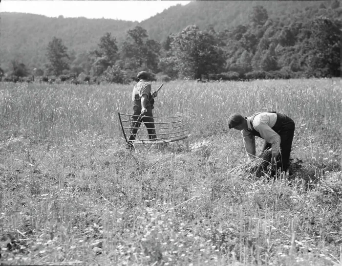 Framed Print : Men cradling wheat in eastern Virginia near Sperryville, 1936. Creator: Dorothea Lange