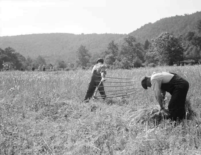 Framed Print : Men cradling wheat in eastern Virginia near Sperryville, 1936. Creator: Dorothea Lange
