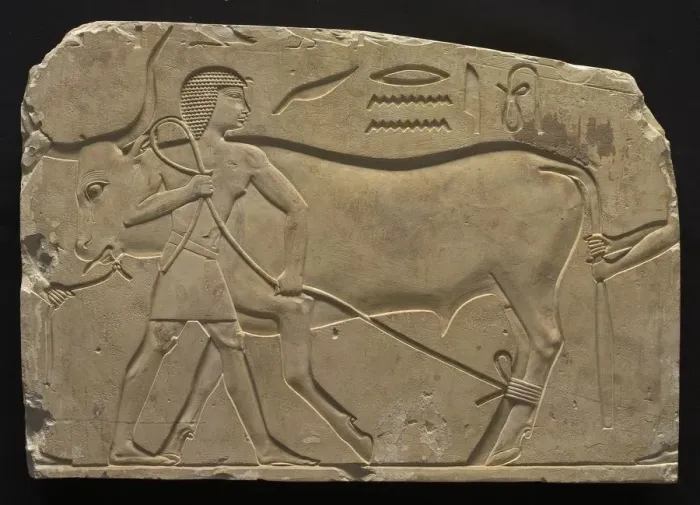 Framed Print : Men Trussing an Ox, 667-647 BC. Creator: Unknown Framed Print : Men Trussing an Ox, 667-647 BC. Creator: Unknown