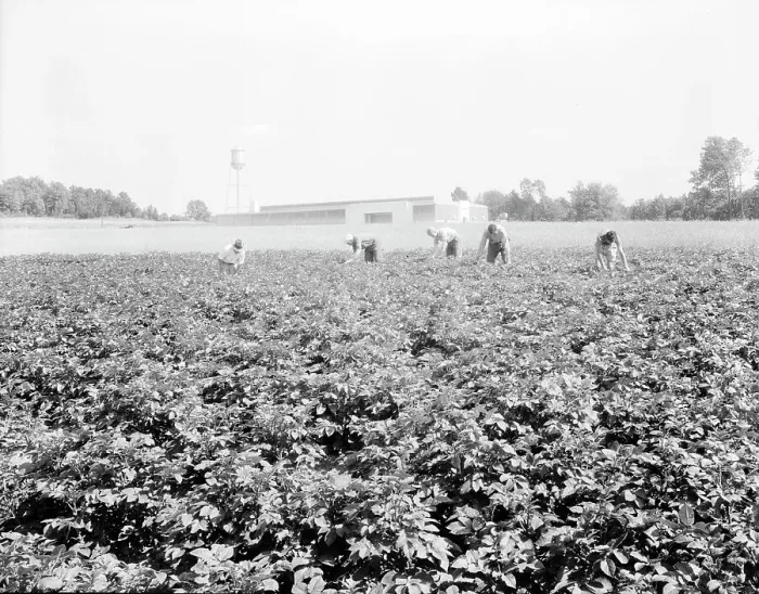 Framed Print : Men working in the potato field, Hightstown, New Jersey, 1936. Creator: Dorothea Lange