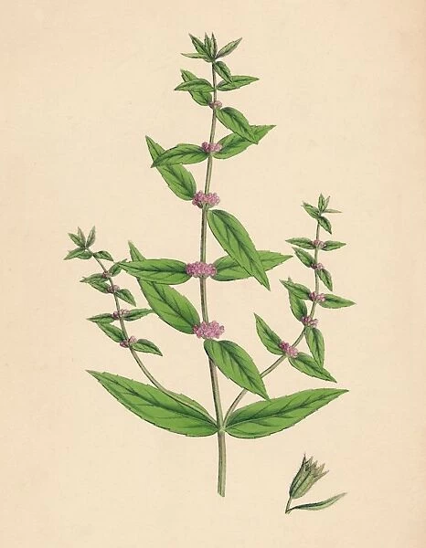Mentha gracilis, var. genuina. Slender Mint, 19th Century