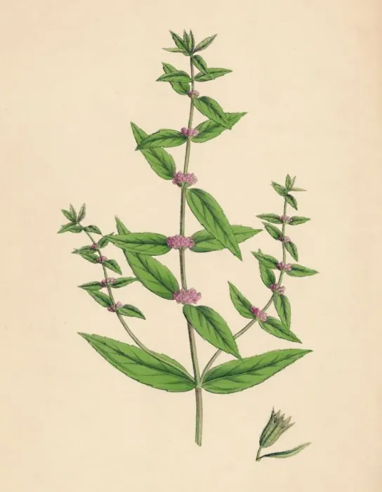Framed Print : Mentha gracilis, var. genuina. Slender Mint, 19th Century Framed Print : Mentha gracilis, var. genuina. Slender Mint, 19th Century