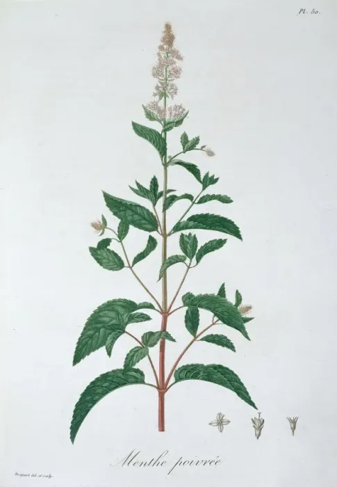 Framed Print : Mentha Piperita (Peppermint), 1821. Artist: LFJ Hoquart Framed Print : Mentha Piperita (Peppermint), 1821. Artist: LFJ Hoquart