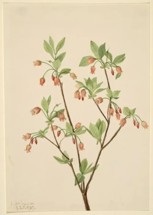 Framed Print : Menziesea (Menziesea glabella), 1907. Creator: Mary Vaux Walcott Framed Print : Menziesea (Menziesea glabella), 1907. Creator: Mary Vaux Walcott