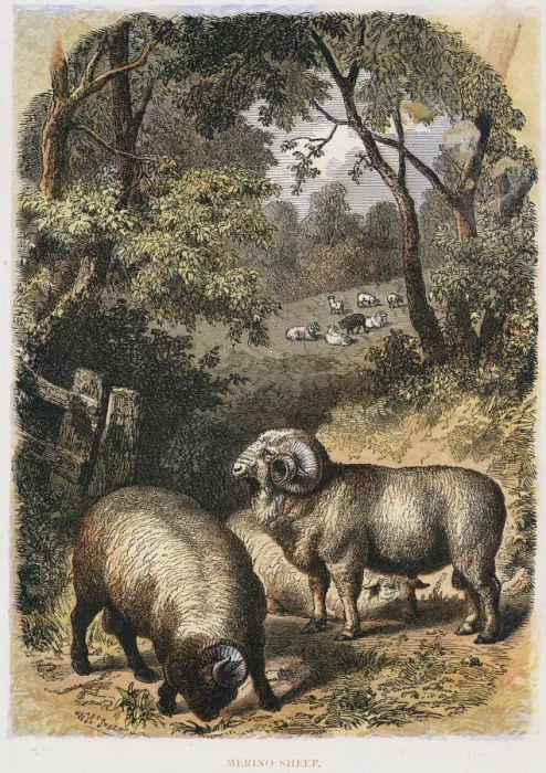 Framed Print : Merino sheep, c1860 Framed Print : Merino sheep, c1860