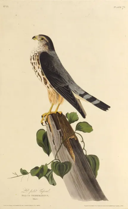 Framed Print : The merlin. From The Birds of America, 1827-1838. Creator: Audubon, John James Framed Print : The merlin. From The Birds of America, 1827-1838. Creator: Audubon, John James