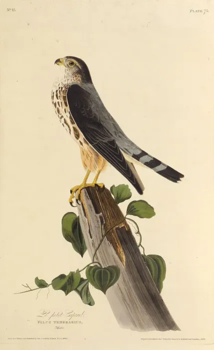 Framed Print : The merlin. From The Birds of America, 1827-1838. Creator: Audubon, John James Framed Print : The merlin. From The Birds of America, 1827-1838. Creator: Audubon, John James
