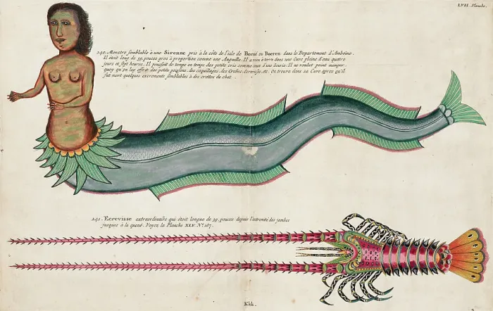 Framed Print : Mermaid. Illustration in Poissons Ecrevisses et Crabes... by Louis Renard, 1719. Creator: Fallours; Samuel (active 1700-1720) Framed Print : Mermaid. Illustration in Poissons Ecrevisses et Crabes... by Louis Renard, 1719. Creator: Fallours; Samuel (active 1700-1720)