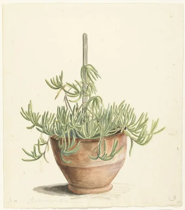 Framed Print : Mesembryanthemum from the Aizoaceae family, 1668-1729. Creator: Vincent Laurentz van der Vinne I Framed Print : Mesembryanthemum from the Aizoaceae family, 1668-1729. Creator: Vincent Laurentz van der Vinne I