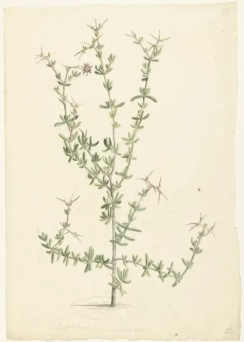 Framed Print : Mesembryanthemum spinosum, 1668-1729. Creator: Vincent Laurentz van der Vinne I Framed Print : Mesembryanthemum spinosum, 1668-1729. Creator: Vincent Laurentz van der Vinne I