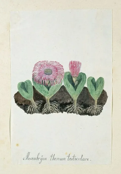 Framed Print : Mesembryanthemum Testiculare, 1777-1786. Creator: Robert Jacob Gordon Framed Print : Mesembryanthemum Testiculare, 1777-1786. Creator: Robert Jacob Gordon