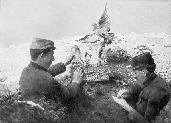 Messenger pigeons being released at the front line, World War I, 1915