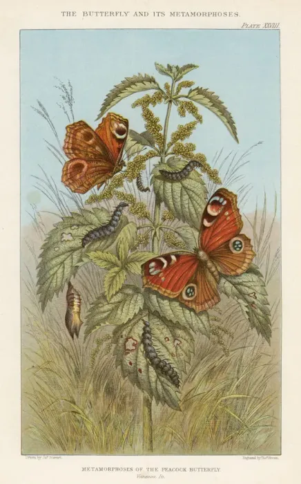 Framed Print : Metamorphoses of the Peacock butterfly, 1888. Artist: Thomas Brown Framed Print : Metamorphoses of the Peacock butterfly, 1888. Artist: Thomas Brown