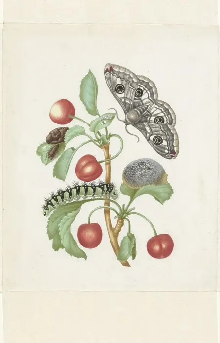 Framed Print : Metamorphosis of a Small Emperor Moth, after 1679. Creator: Workshop of Maria Sibylla Merian