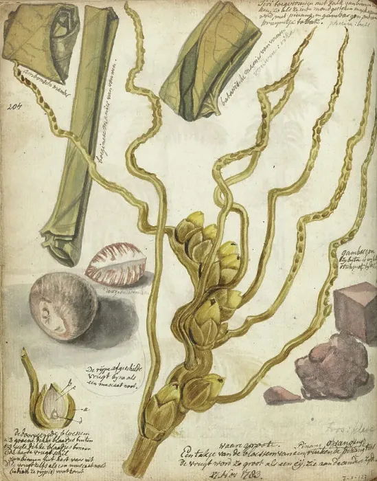 Framed Print : Methods for making Sirih, 1783. Creator: Jan Brandes Framed Print : Methods for making Sirih, 1783. Creator: Jan Brandes