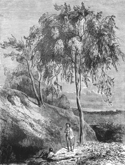 Framed Print : Metrosideros Trees, Australia; Incidents of Bush Life in Queensland, 1875. Creator: Unknown Framed Print : Metrosideros Trees, Australia; Incidents of Bush Life in Queensland, 1875. Creator: Unknown
