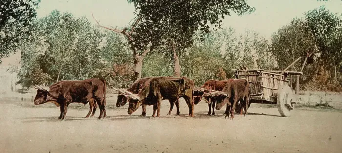 Framed Print : Mexican carreta, Chihuahua, between 1884 and 1900. Creator: William H. Jackson
