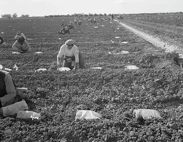 Mexican gang of migratory laborers under a Japanese field boss, Imperial Valley, California, 1937. Creator: Dorothea Lange
