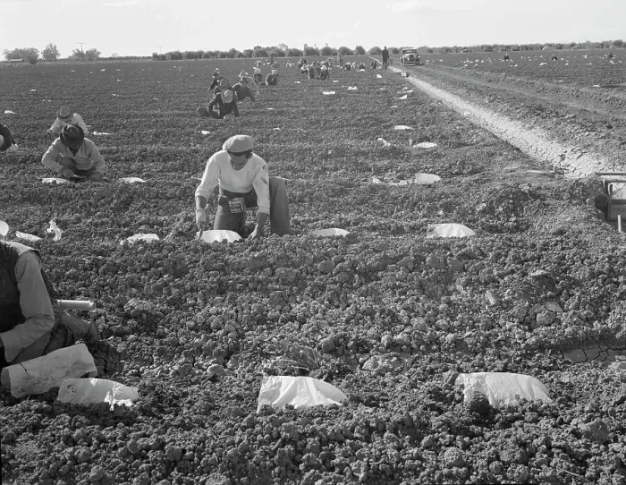 Framed Print : Mexican gang of migratory laborers under a Japanese field boss, Imperial Valley, California, 1937. Creator: Dorothea Lange Framed Print : Mexican gang of migratory laborers under a Japanese field boss, Imperial Valley, California, 1937. Creator: Dorothea Lange